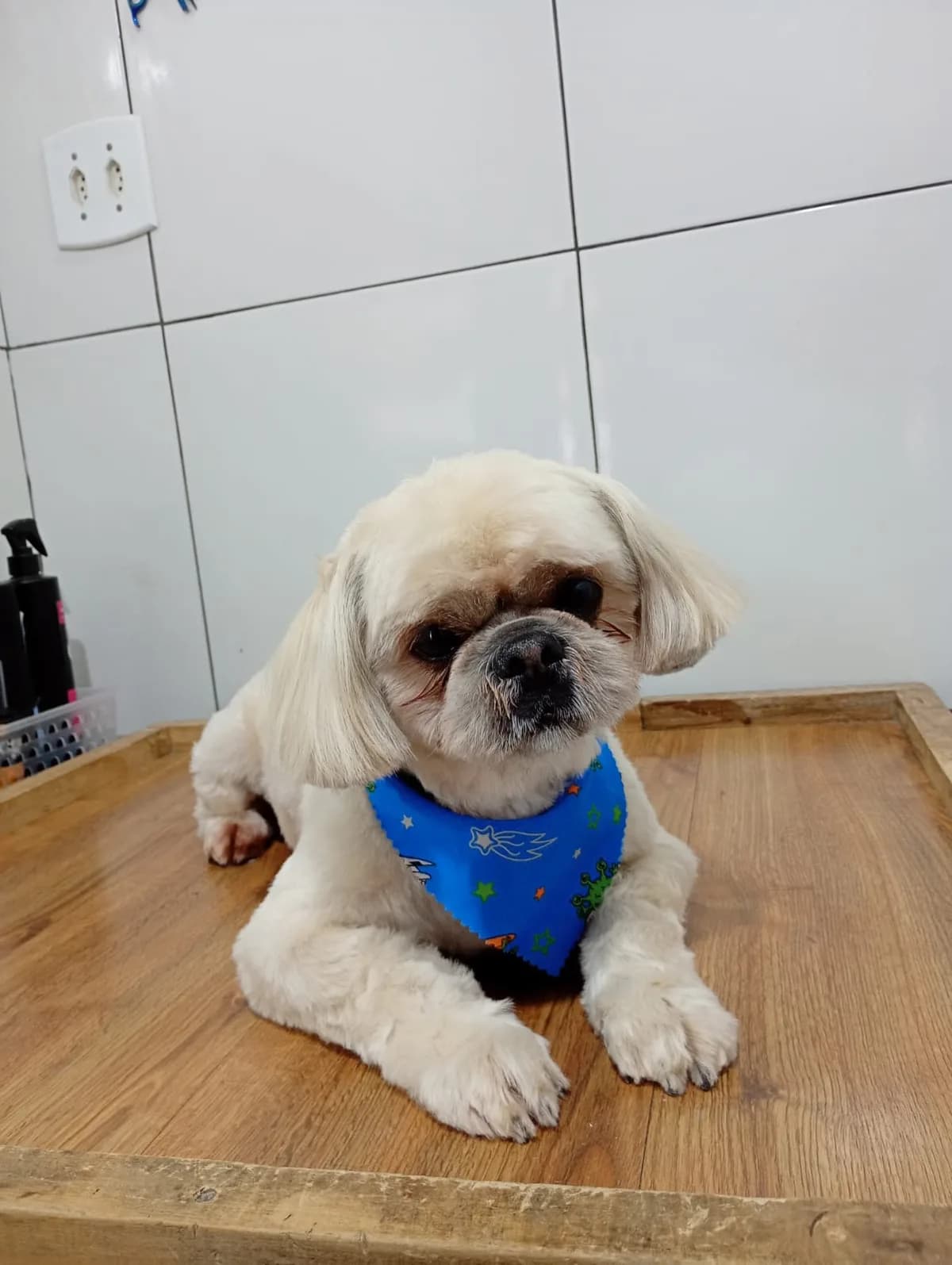 Shih-tzu claro deitado com bandana azul estampada