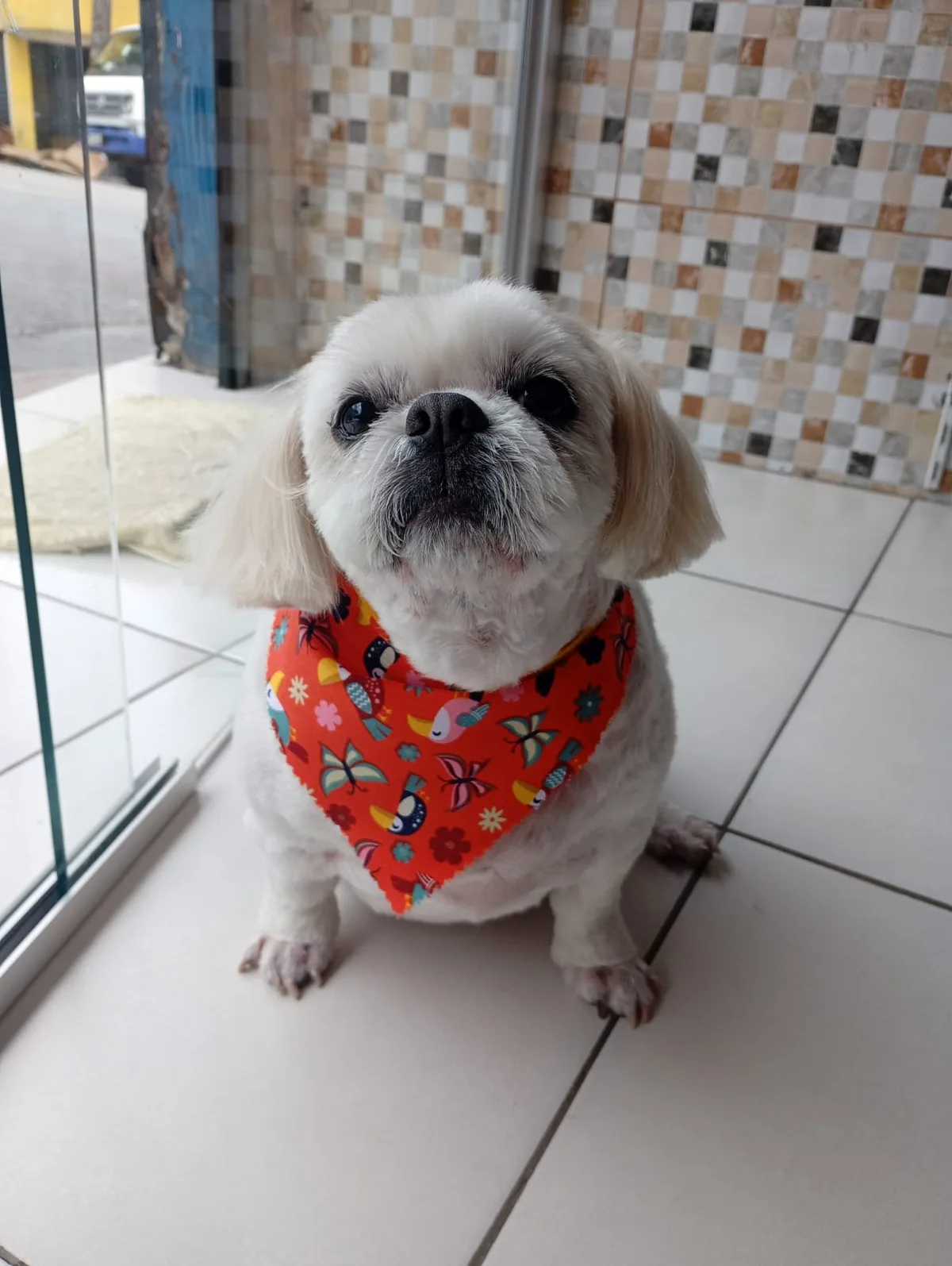 Shih-tzu claro com bandana colorida na entrada do pet shop