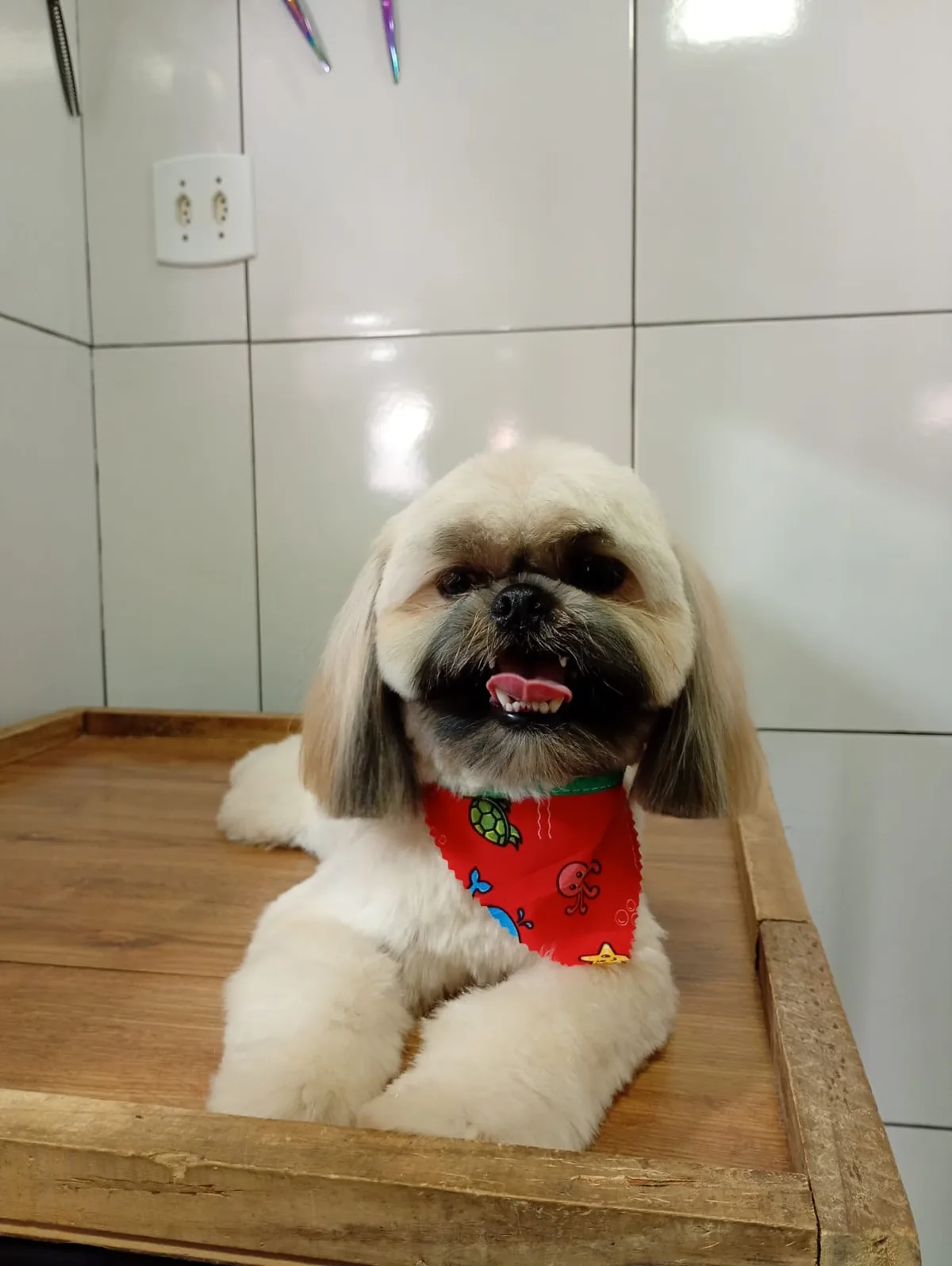 Shih-tzu sorrindo com bandana vermelha de animais marinhos