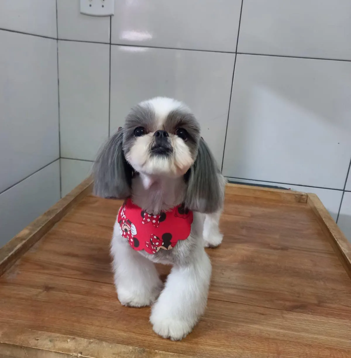 Shih-tzu branco e cinza com orelhas longas e bandana vermelha