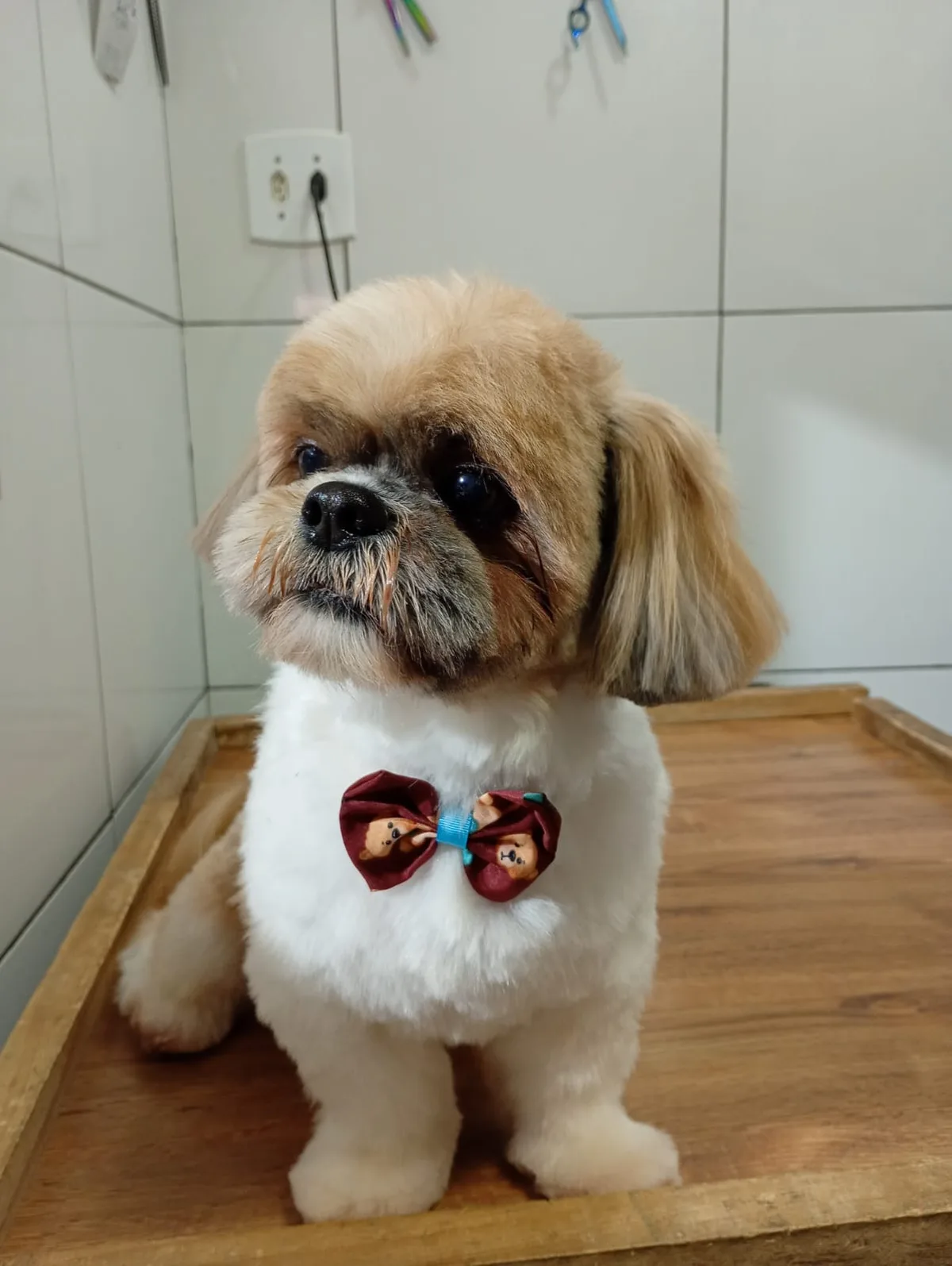 Shih-tzu de pelagem branca e dourada com gravata vinho