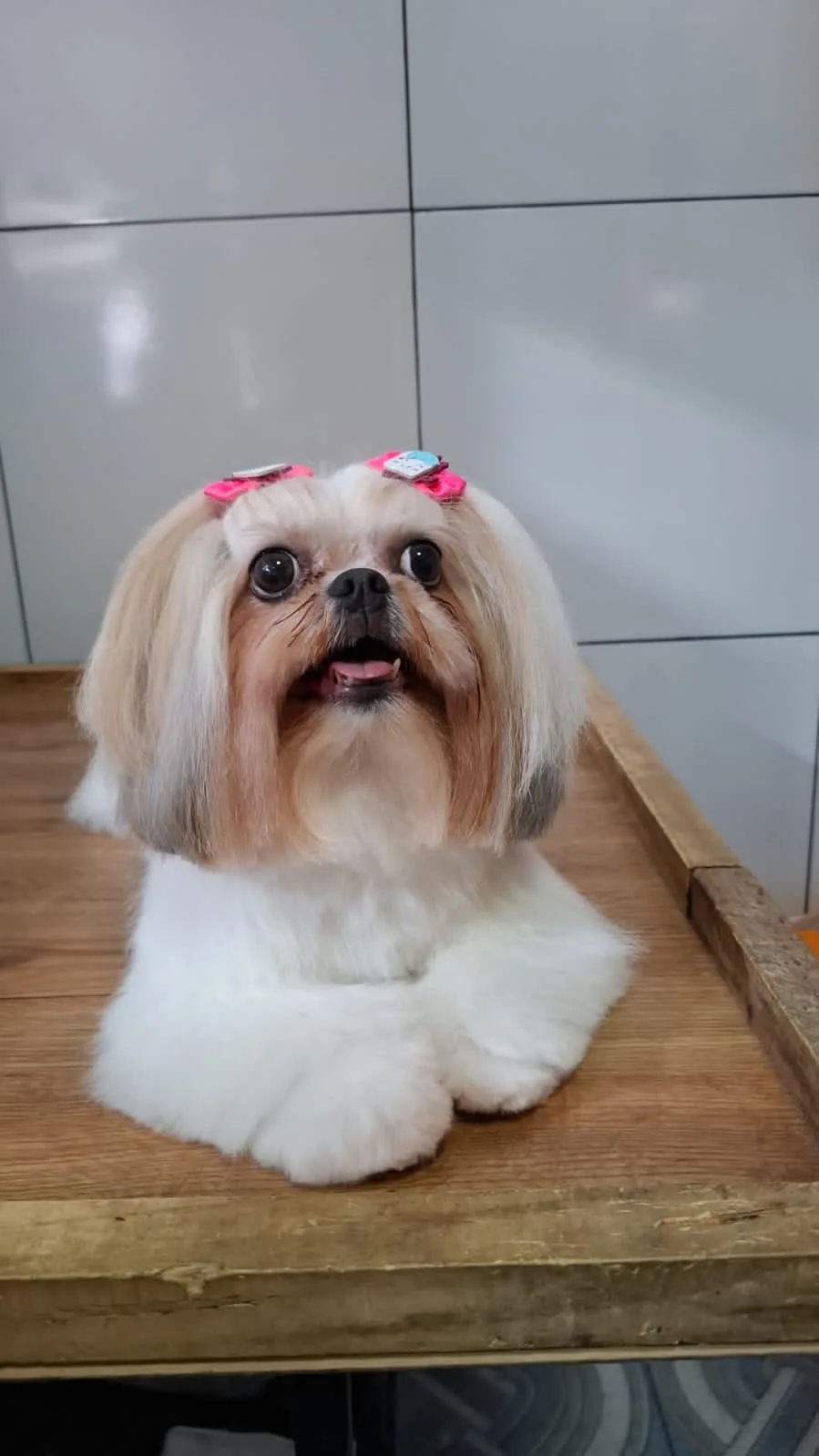 Shih-tzu de pelos longos com dois laços rosa