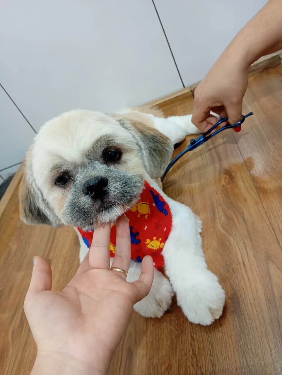 Shih-tzu apoiado pela mão da profissional durante o acabamento da tosa